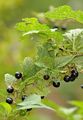 Deadly Nightshade - Atropa bella-donna L.