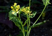 Turnip - Brassica rapa (L.) L.