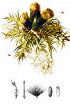 Alpen-Kratzdistel - Cirsium spinosissimum (L.) Scop. 