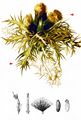 Spiniest Thistle - Cirsium spinosissimum (L.) Scop.