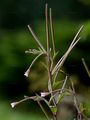 Pale Willowherb - Epilobium roseum Schreb.