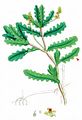 Curled Pondweed - Potamogeton crispus L.