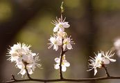 Blackthorn - Prunus spinosa L.
