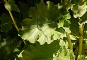 Rhubarb - Rheum rhabarbarum L.