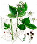 Brombeeren - Rubus subg. Rubus  