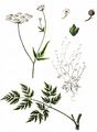 Upright Hedge-Parsley - Torilis japonica (Houtt.) DC.