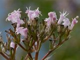 Arznei-Baldrian - Valeriana officinalis L.