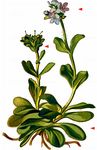 Gänseblümchen-Ehrenpreis - Veronica bellidioides L. 