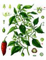 Sweet Pepper - Capsicum annuum L.