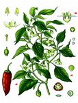 Paprika - Capsicum annuum L. 