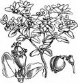Petty Spurge - Euphorbia peplus L.