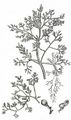 Fine-Leaved Fumitory - Fumaria parviflora Lam.