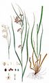 White Wood-Rush - Luzula luzuloides (Lam.) Dandy & Wilmott