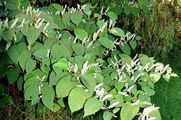 Japanese Knotweed - Reynoutria japonica Houtt.