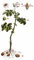Potato - Solanum tuberosum L.