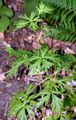 Variegated Monkshood - Aconitum variegatum L.