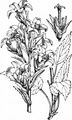 Giant Bellflower - Campanula latifolia L.
