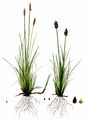 Dioecious Sedge - Carex dioica L. 