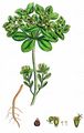 Sun Spurge - Euphorbia helioscopia L.