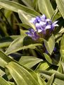 Cross Gentian - Gentiana cruciata L.