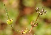 Small-Flowered Crane's-Bill - Geranium pusillum L.