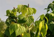 French Bean - Phaseolus vulgaris L.