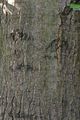 Red Oak - Quercus rubra L.