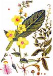 Schaben-Königskerze - Verbascum blattaria L. 