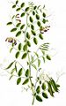 Purple Wood Vetch - Vicia dumetorum L.