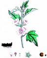 Marsh-Mallow - Althaea officinalis L.