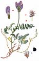 Purple Milk-Vetch - Astragalus danicus Retz.