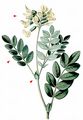 Pallid Milk Vetch - Astragalus frigidus (L.) A. Gray