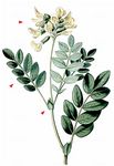 Gletscher-Tragant - Astragalus frigidus (L.) A. Gray 