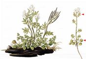 Mignonette-Leaved Bittercress - Cardamine resedifolia L.