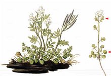 Resedablättriges Schaumkraut - Cardamine resedifolia L. 