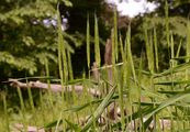 Wood Barley - Hordelymus europaeus (L.) Harz