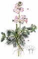 Water-Violet - Hottonia palustris L. 