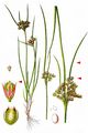 Slender Rush - Juncus tenuis Willd.