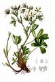 Lax Cinquefoil - Potentilla caulescens L.