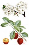 Kirschpflaume - Prunus cerasifera Ehrh. 