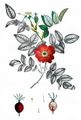 Apple Rose - Rosa villosa L.