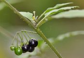 Black Nightshade - Solanum nigrum L.