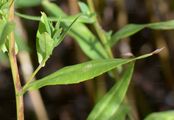 Kahle Herbstaster - Symphyotrichum laeve (L.) Á. Löve & D. Löve