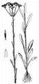 Spatulate Fleawort - Tephroseris helenitis (L.) B. Nord.