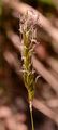 Sweet Vernal-Grass - Anthoxanthum odoratum L.