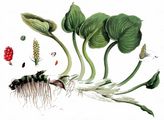Bog Arum - Calla palustris L.