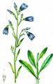 Sibirian Bellflower - Campanula sibirica L.
