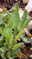 Forked Hawkweed - Hieracium bifidum Hornem.