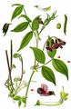 Spring Pea - Lathyrus vernus (L.) Bernh.