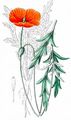 Long-Headed Poppy - Papaver dubium L.